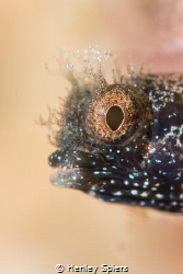 Medusa Blenny by Henley Spiers 